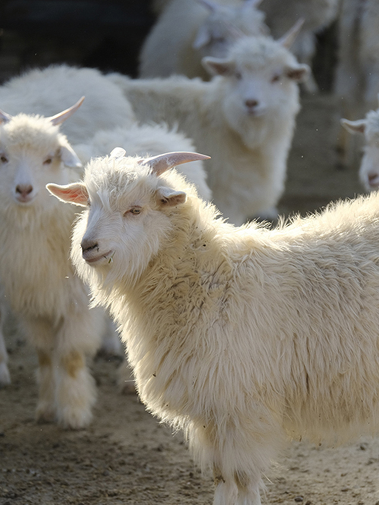 FTC Cashmere Stylebook